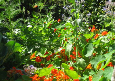 Naturoasen_Beispiel (1)