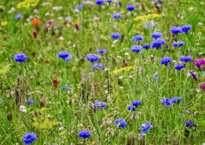 Naturoasen_Beispiel (10)