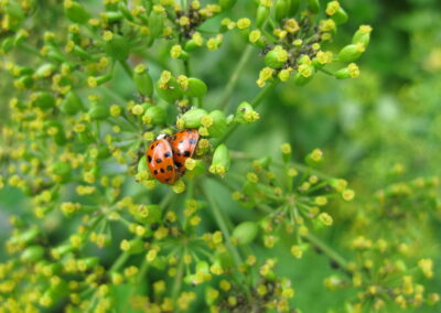 Naturoasen_Beispiel (11)