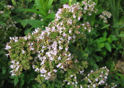 Naturoasen_Beispiel (12)