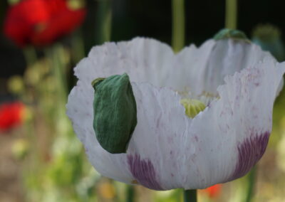 Naturoasen_Beispiel (13)