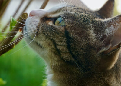 Naturoasen_Beispiel (15)