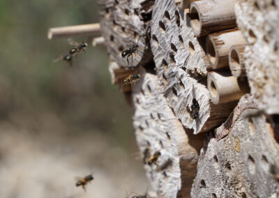 Naturoasen_Beispiel (15)