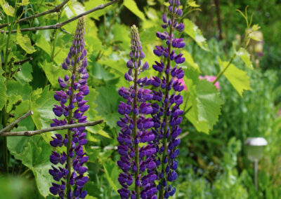 Naturoasen_Beispiel (16)