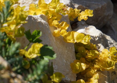 Naturoasen_Beispiel (16)