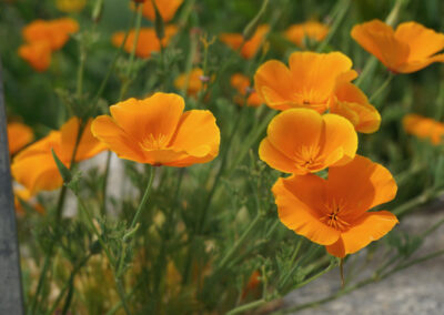 Naturoasen_Beispiel (17)