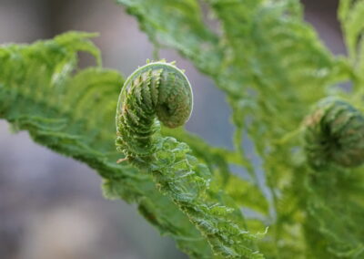 Naturoasen_Beispiel (17)