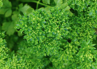 Naturoasen_Beispiel (18)