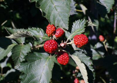 Naturoasen_Beispiel (2)