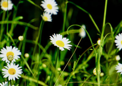 Naturoasen_Beispiel (22)