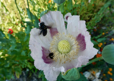 Naturoasen_Beispiel (24)