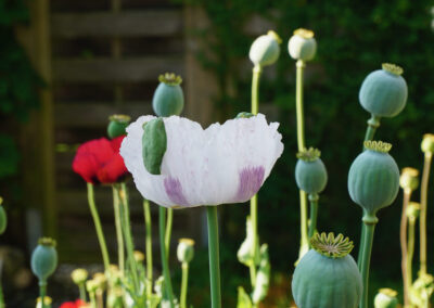 Naturoasen_Beispiel (25)