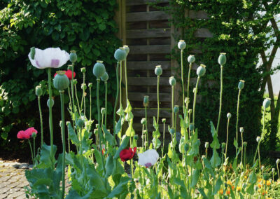 Naturoasen_Beispiel (26)