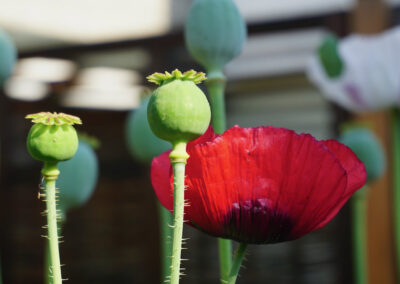 Naturoasen_Beispiel (27)