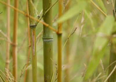 Naturoasen_Beispiel (3)