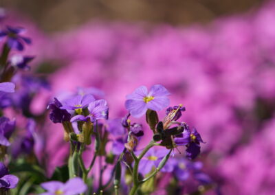 Naturoasen_Beispiel (3)