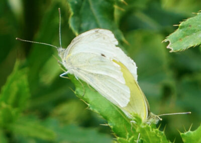 Naturoasen_Beispiel (30)