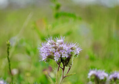 Naturoasen_Beispiel (31)