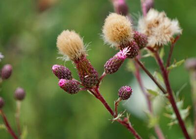 Naturoasen_Beispiel (5)