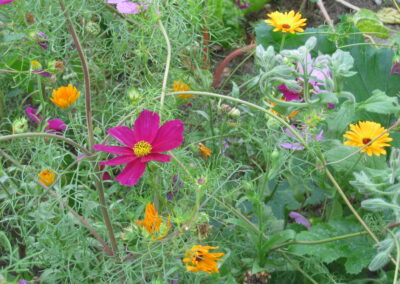 Naturoasen_Beispiel (5)