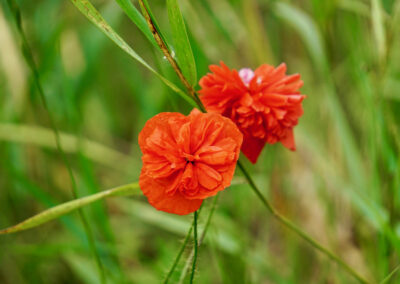 Naturoasen_Beispiel (6)