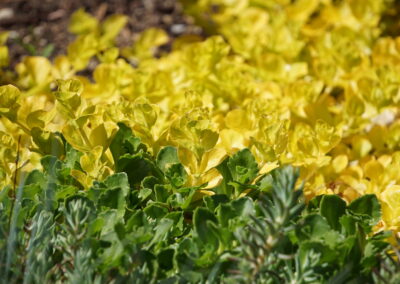 Naturoasen_Beispiel (6)