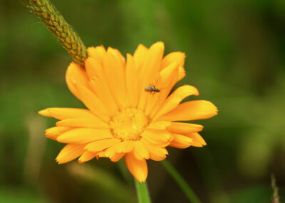 Naturoasen_Beispiel (7)