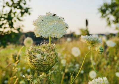 Naturoasen_Beispiel (7)