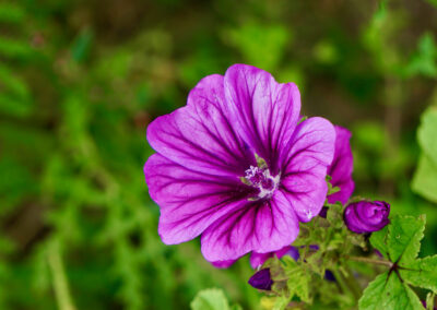 Naturoasen_Beispiel (8)