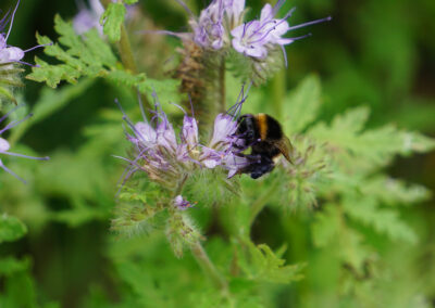 Naturoasen_Beispiel (9)