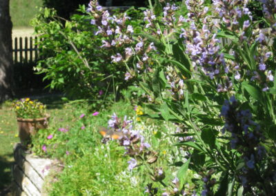 Naturoasen_Beispiel (9)